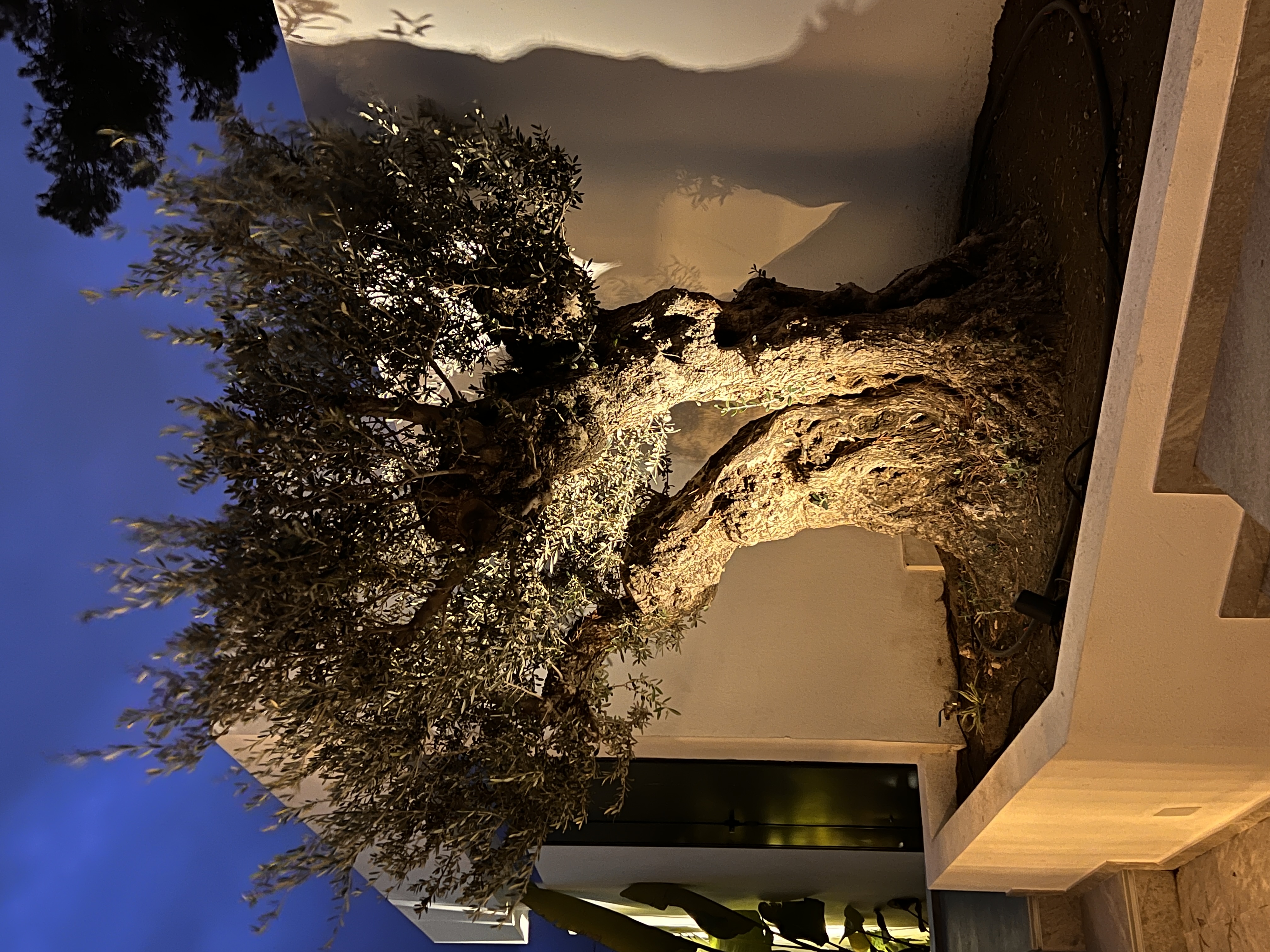 Costa Tropical — Nu: bild 11 från ett trädgårdsdesignprojekt. Trädgårdsform Stockholm.